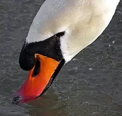 منقار یک قوی گنگ نر