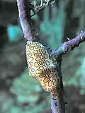 Flamingo Tongue snail  Cyphoma gibbosum  on a Sea Fan
