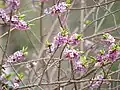 Daphne mezereum
