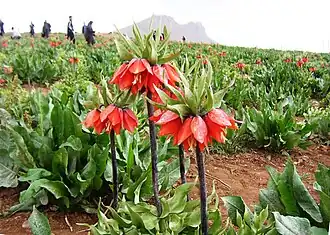 اثر طبیعی ملی لالههای واژگون