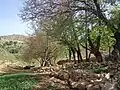 طبیعت دراک
