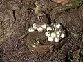 سمندر تیره شمالی (Desmognathus fuscus)، دسته‌تخم معمولی
