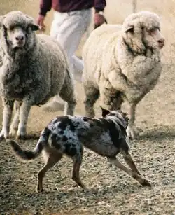 یک سگ کولی در حال مراقبت از گوسفندها