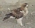 جوجه عقاب