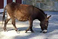 خر