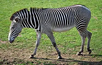 گورخر گروی، Equus grevyi