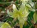 Erythronium californicum