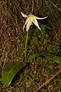Erythronium oregonum