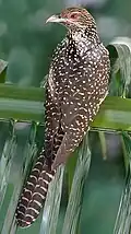 Eudynamys scolopaceus ماده