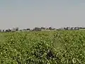 نمایی از مزارع جنت آباد
