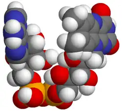 Spacefill model of a minor tautomer of FAD [(2R,3S,4R,5R)-5-purinyl, -3,4-dihydroxy, -2-yl][(2R,3S,4S)-2,3,4-trihydroxy