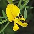 گل طاووسی از نزدیک