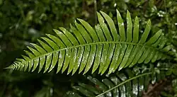 برگ سرخس
