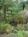 جریان نهر که از طریق باغ سرخسی ملکه جریان دارد