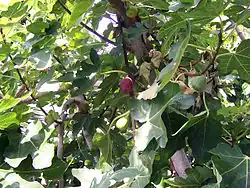 انجیر از میوههای تابستانی