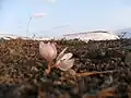 قار چیچگی که در ماه اسفند قبل از آمدن بهار می‌روید