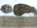 الیاف کتان در چندین حالت و شکل مختلف