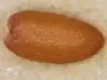 دانه خاکشیر، زیر میکروسکوپ