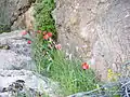 عنوان لاله وحشی کوه قلات شهابی