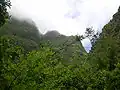 جنگل ابری معتدله در لا پالما، جزایر قناری