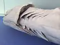 سر کوسه چین دار که دارای ۶ آب گذر می‌باشد