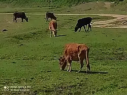 محیطی از منطقه حفاظت شده روستای گازگیشه