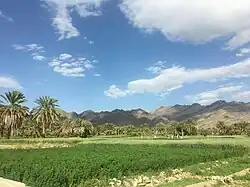 نخلستان گُشت