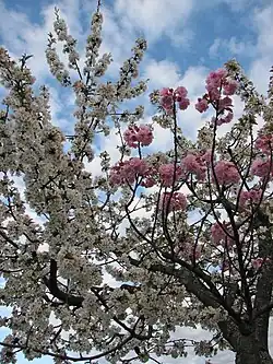 دو گونه ساکورای پیوندخوردهٔ سفید و صورتی