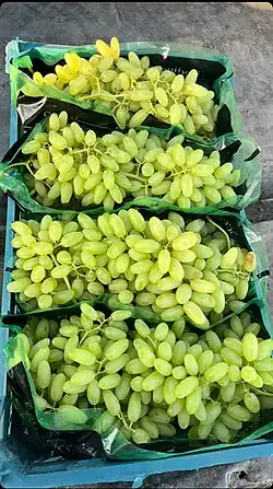 انگور بی دانه ( پیکامی )صادراتی روستای جابوز
