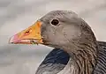 A Greylag Goose at the Rhine in Bonn, Germany