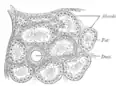 Section of portion of پستان.