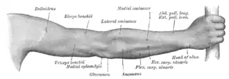 پشت دست و بازوی انسان.