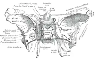 استخوان پروانه‌ای. Upper surface. (There is no label for "Sella turcica", but "Tuberculum sellae" and "Fossa hypophyseos" are visible near center.)
