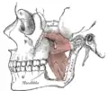 The Pterygoidei; the zygomatic arch and a portion of the ramus of the mandible have been removed.