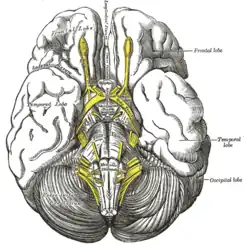 مغز از دید زیرین، که در آن کیاسمای بینایی به رنگ زرد، در وسط تصویر قابل رؤیت است.