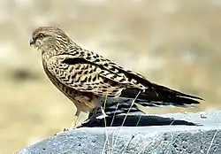 دلیجه بزرگ