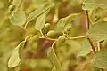 میوه کال درخت کنار