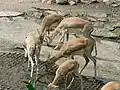 آهوی ایرانی (ماده)