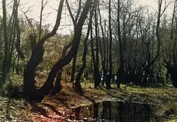 شیرینژد خاوری (شیرینژد خاوری) tree grove near Dalaman