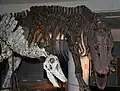 گیگانوتوسور (راست) و لیمایاسور (چپ)؛ Limaysaurus یک دایناسور گیاه‌خوار بوده است.