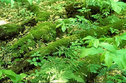 درختان افتاده با پوسیده‌شدن خاک سطحی را پر می‌کند.