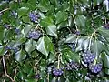 Hedera hibernica