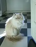 خال‌قرمز