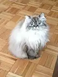 سیاهگوش لینکس