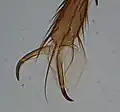 پای یک خرمگس