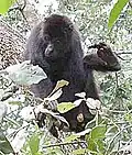 Howler, Belize
