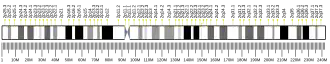 کروموزوم ۲ (انسان)