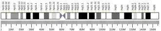 کروموزوم X (انسان)
