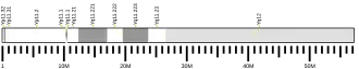 کروموزوم Y (انسان)