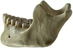 File:Human jawbone left.jpg